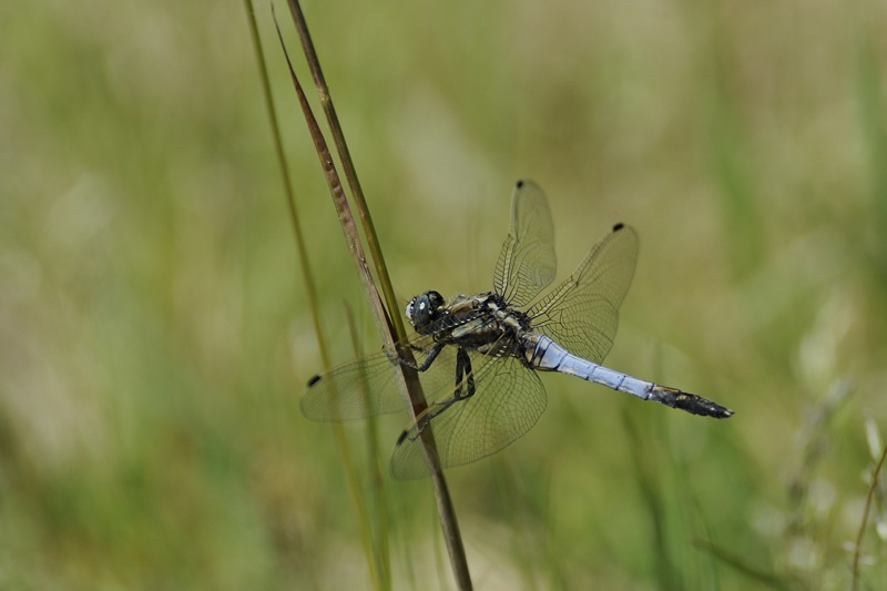 Orthetrum cancellatum? No. Orthetrum albistylum